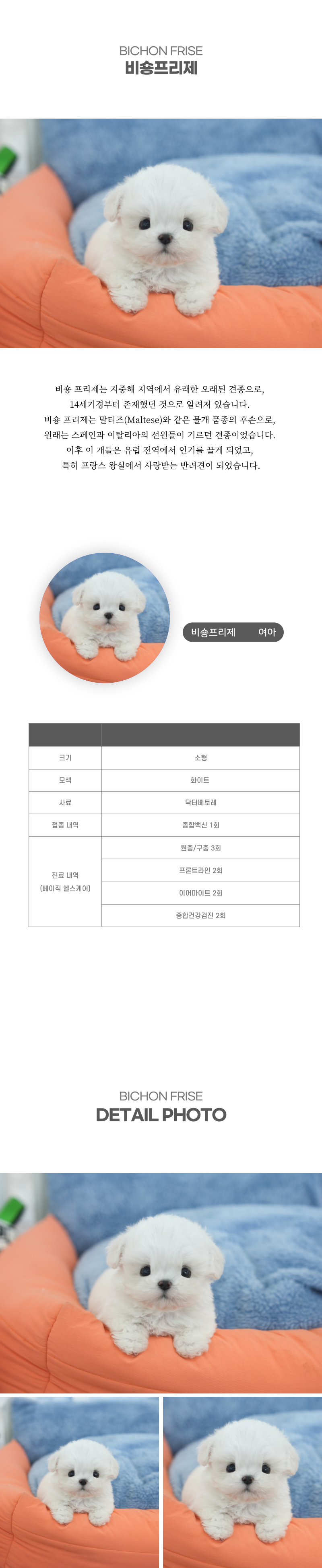 미니비숑_상세이미지_2